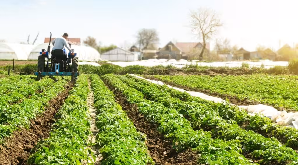 Farmer cultivates a field plantation of young Riviera potatoes. Weed removal and improved air access to plant roots. Fertilizer with nitrate and plowing soil for further irrigation irrigation